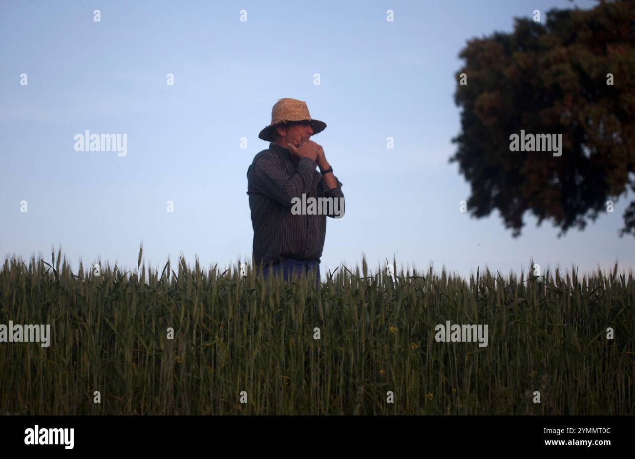 A goatherd whistling to his goats in a monoculture field of genetically ...
