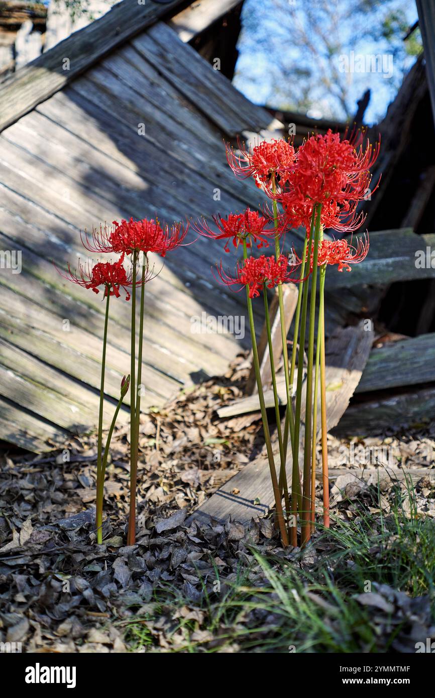 Red spider lily hi-res stock photography and images - Alamy