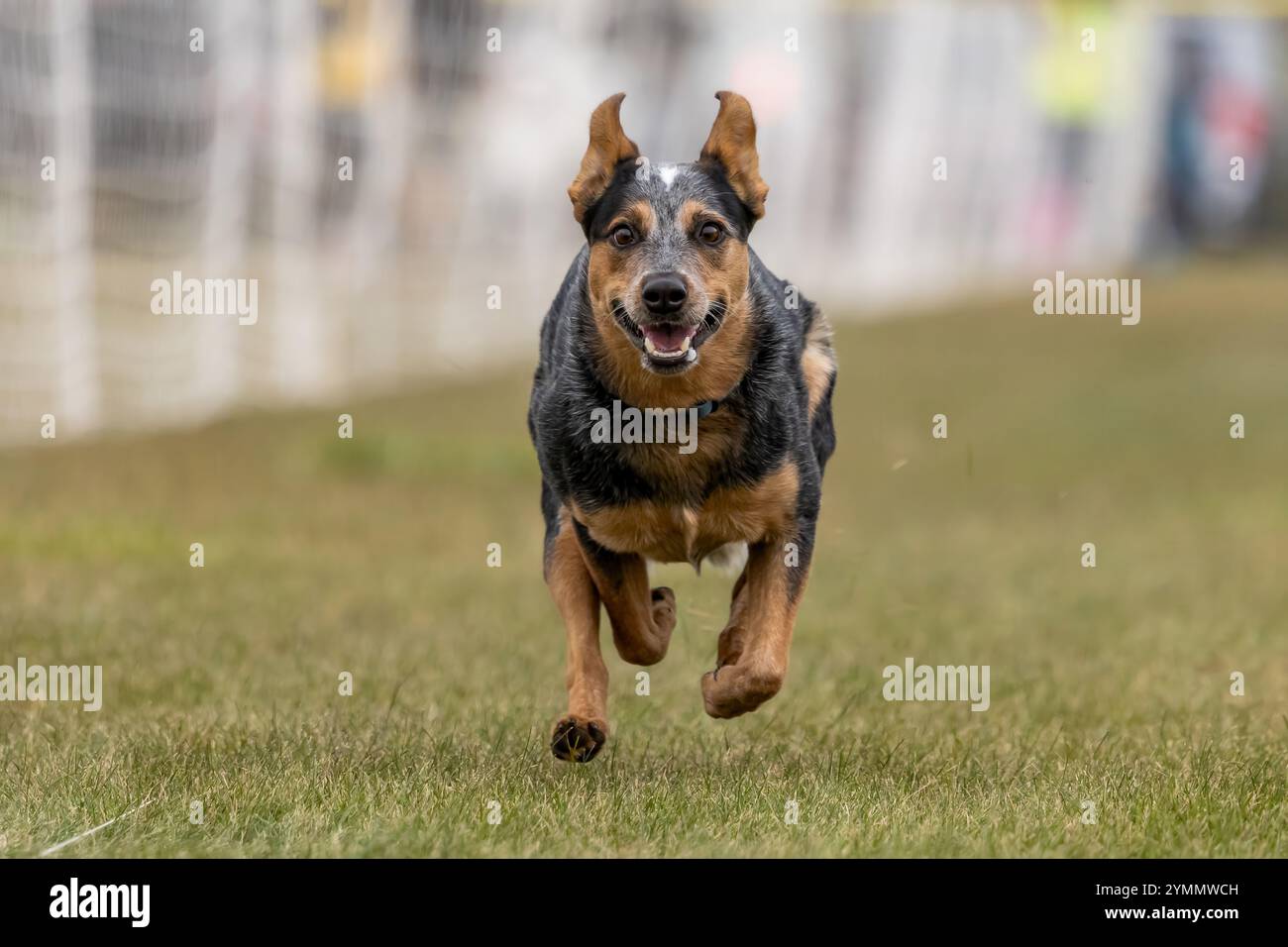 Australian Cattle Dog Blue Heeler Running Lure Course Sprint Dog Sport Stock Photo