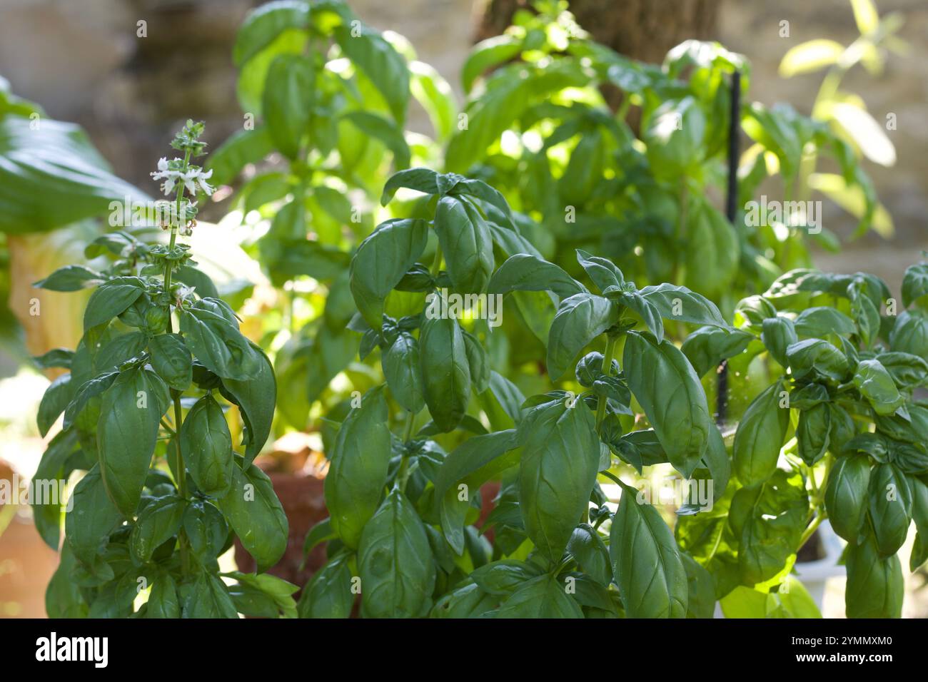 fresh basil grows in vases in summer Stock Photo