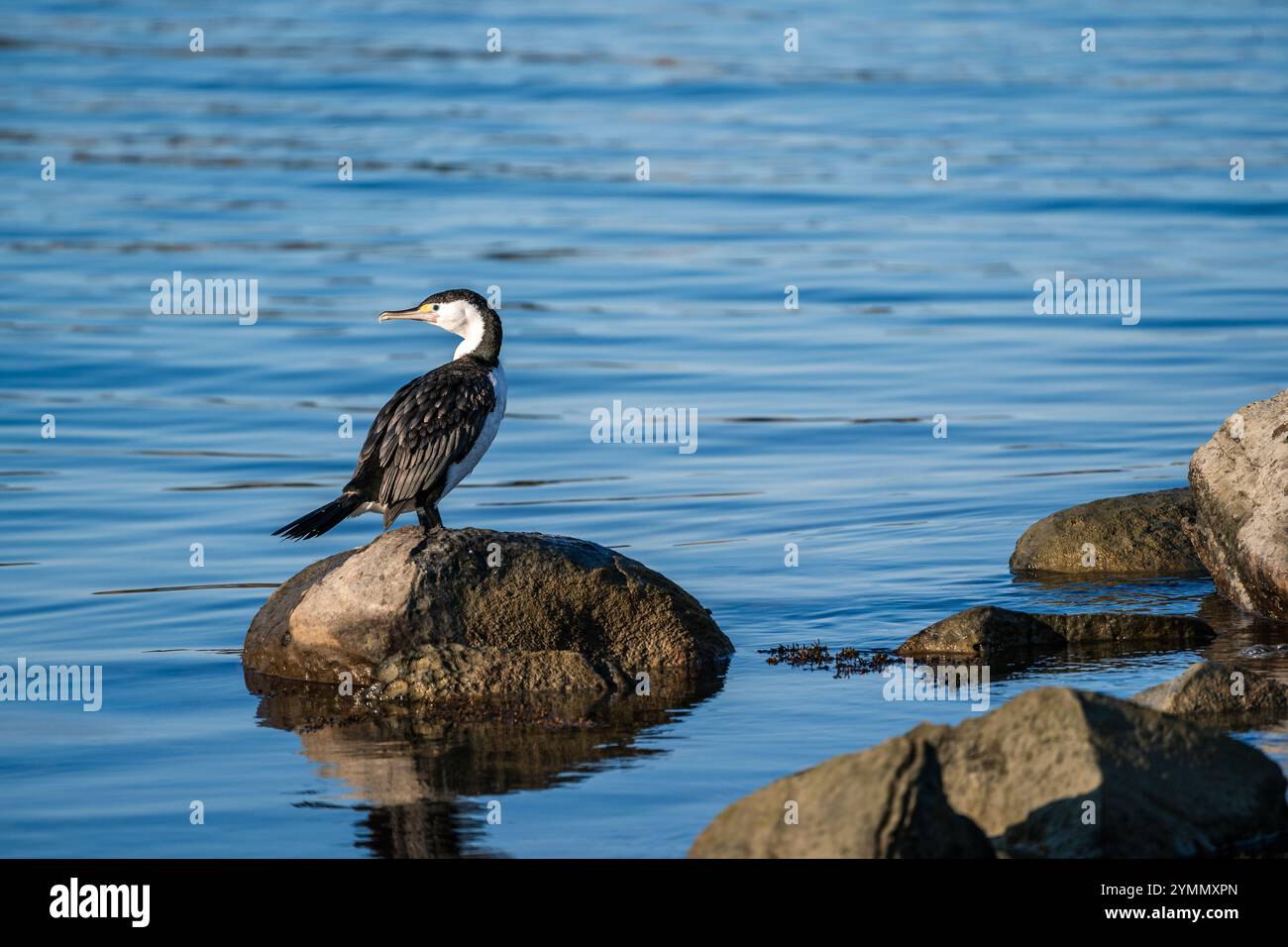 Cormorant on rock surrounded by blue water Stock Photo