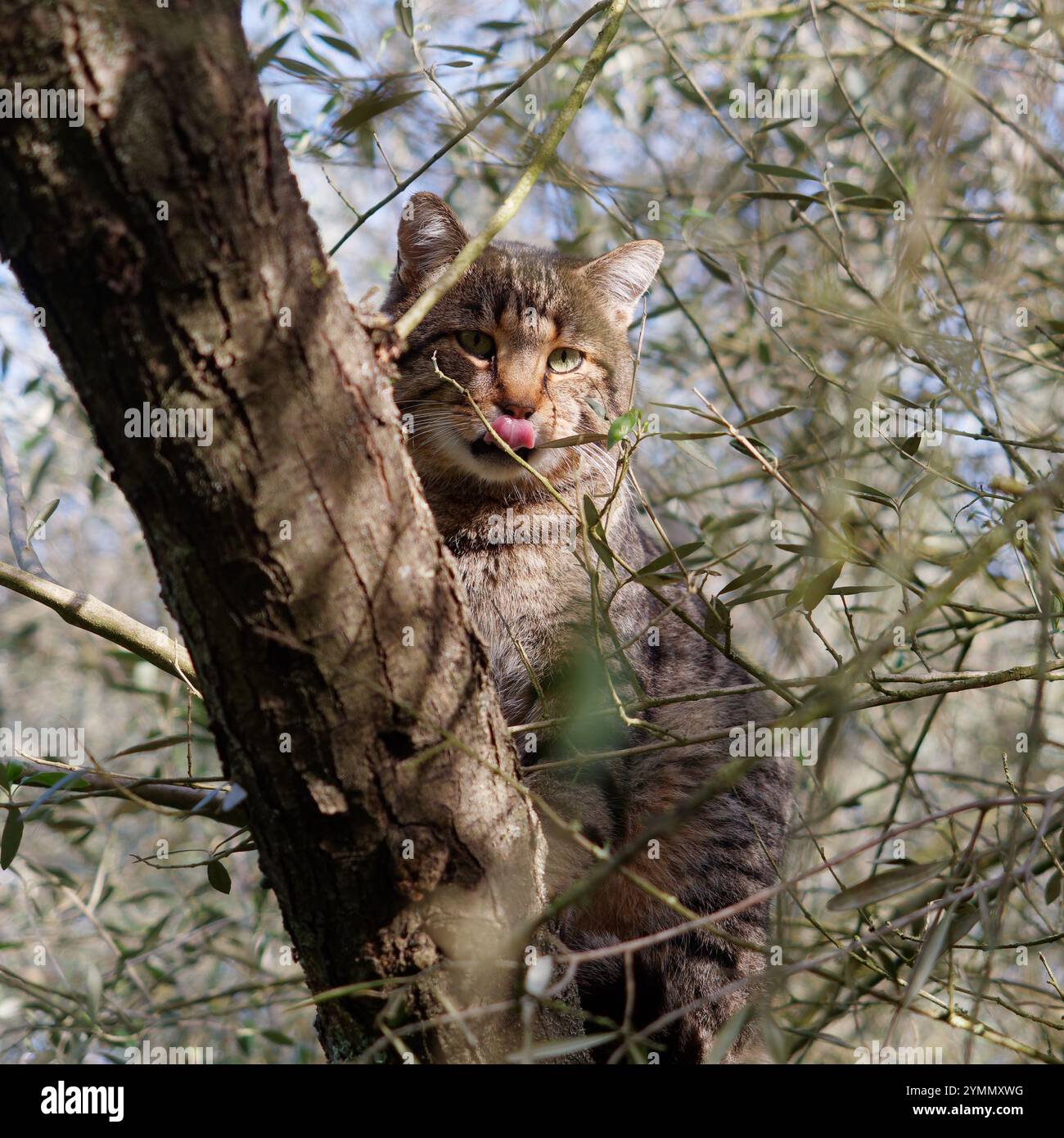 Cat up a tree with its tongue hanging out Stock Photo