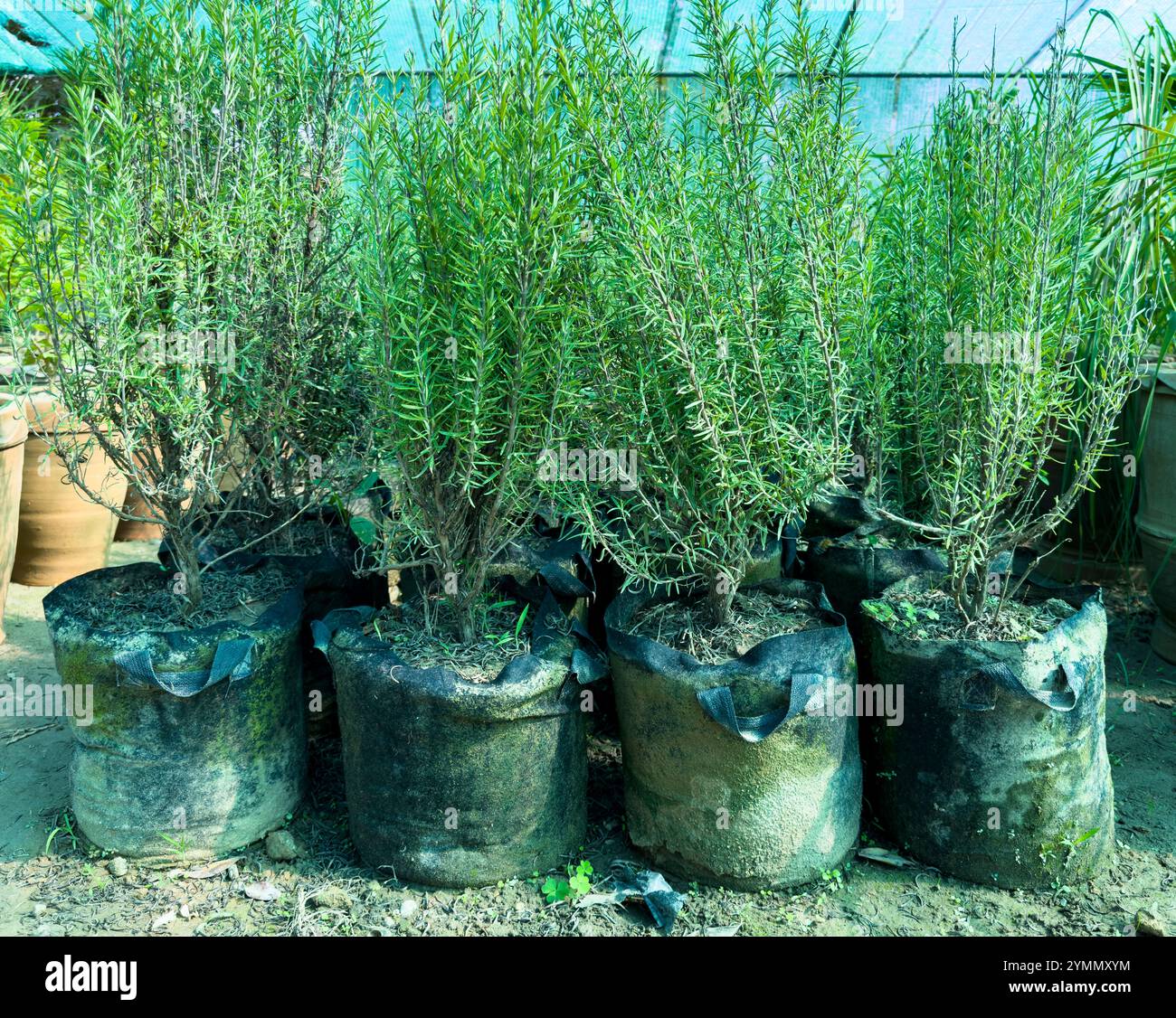 Rosemary growing in the nursery hi-res stock photography and images - Alamy