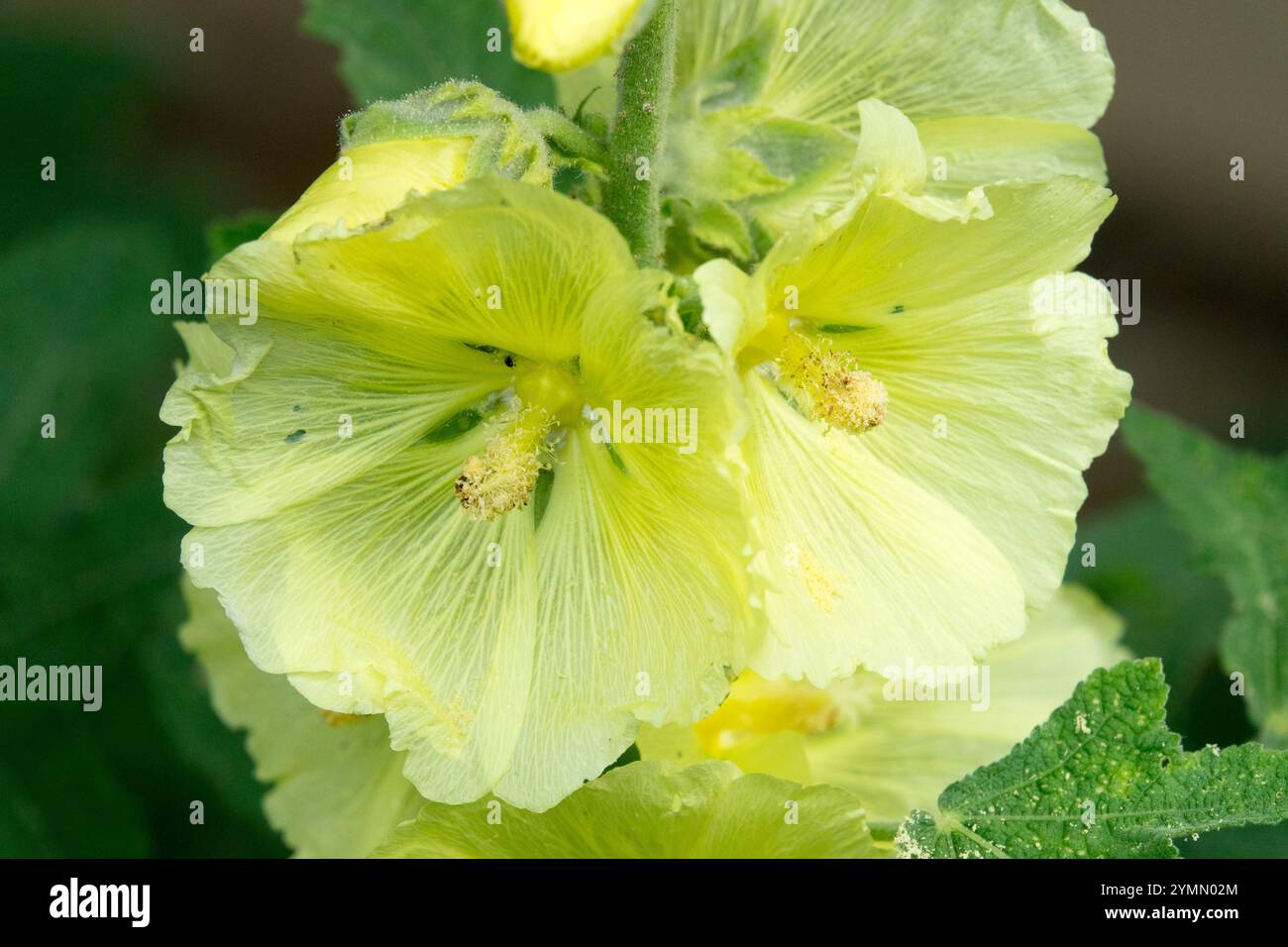 Pale Yellow Alcea rosea Hollyhock Althaea ficifolia Hollyhocks Stock Photo