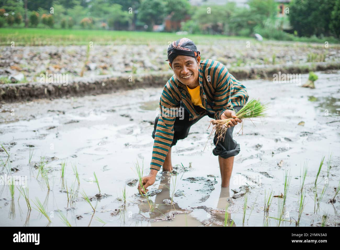 Peron Picking Rice Farmer sowing in the rice fields hi-res stock photography and images ...