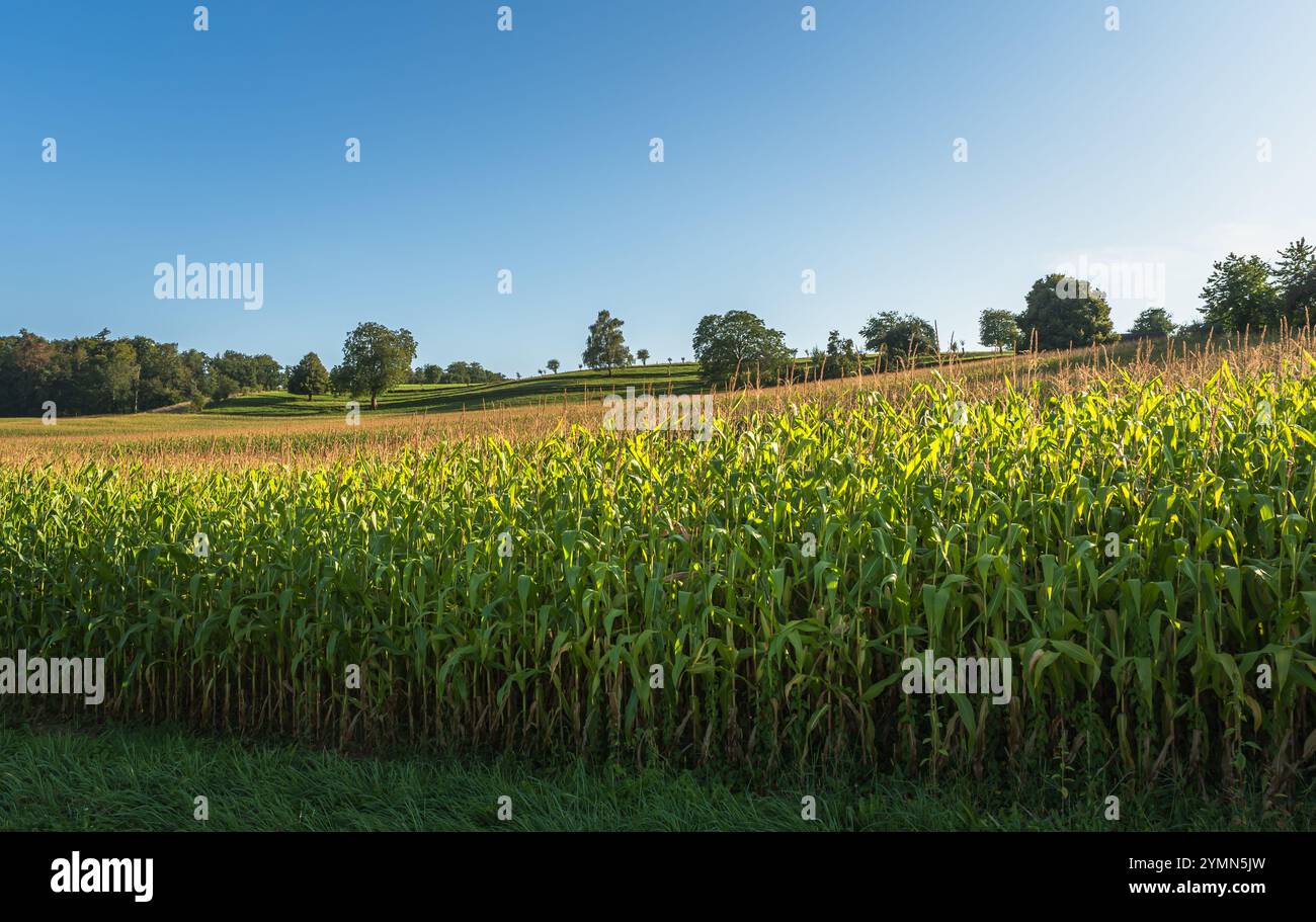 Rural landscape maize field hi-res stock photography and images - Alamy