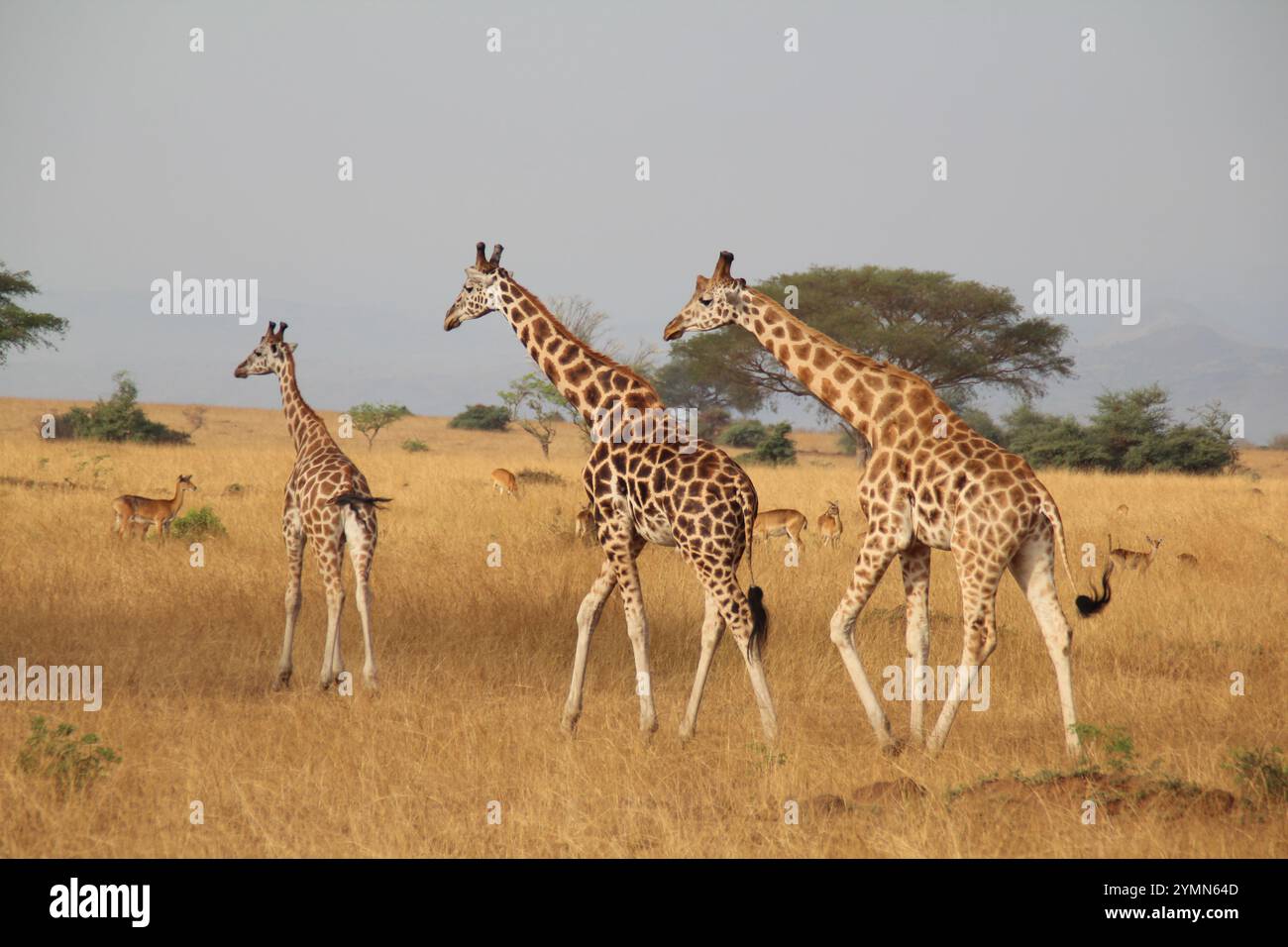 African savannah uganda hi-res stock photography and images - Alamy