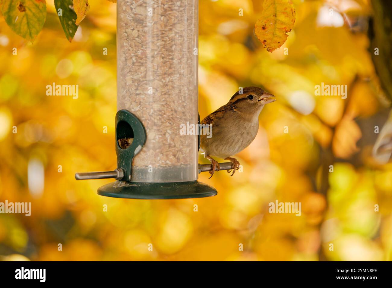 sparrows eating seeds from a feeder. seasonal bird feeding. Stock Photo