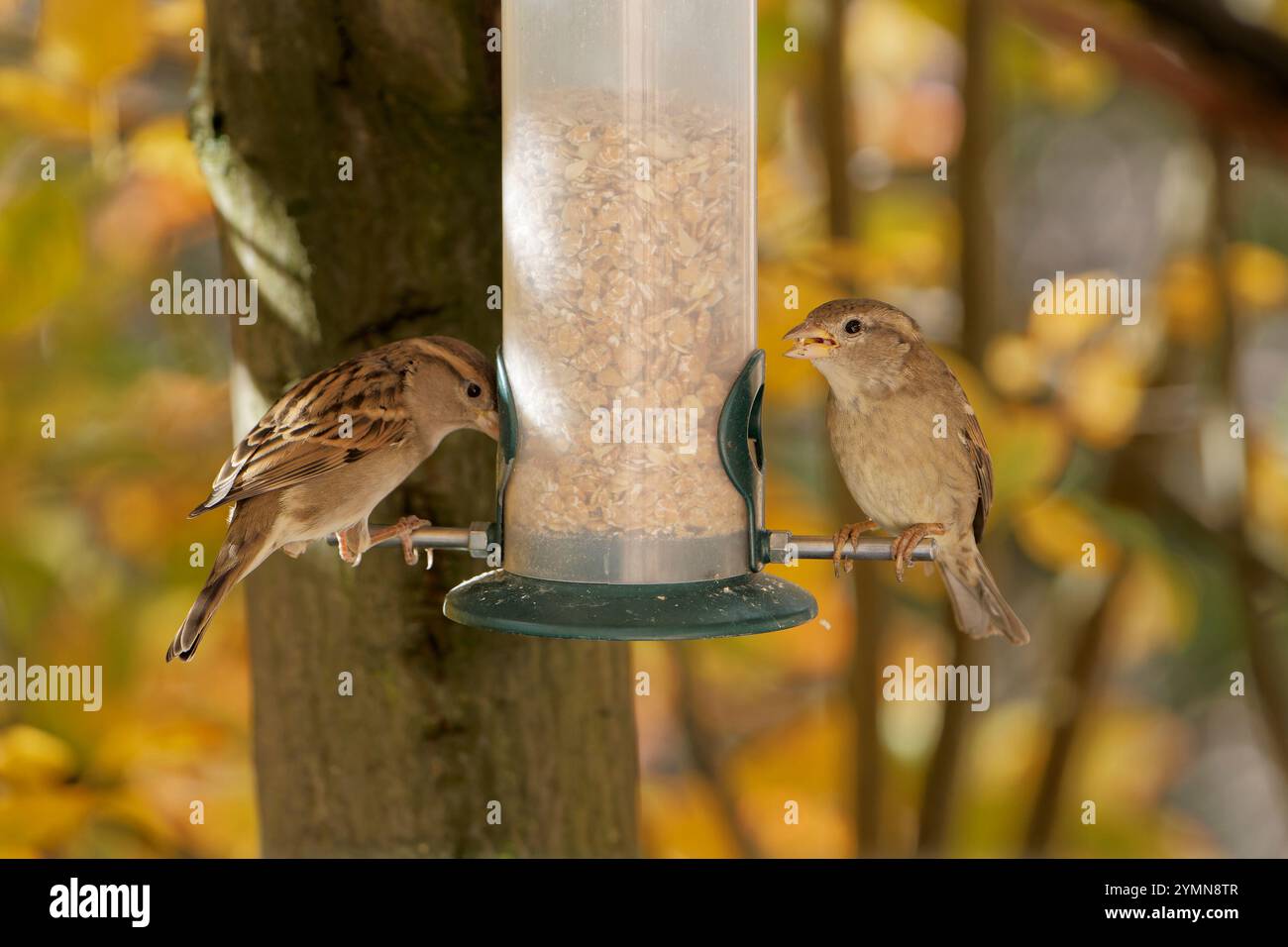 sparrows eating seeds from a feeder. seasonal bird feeding. Stock Photo