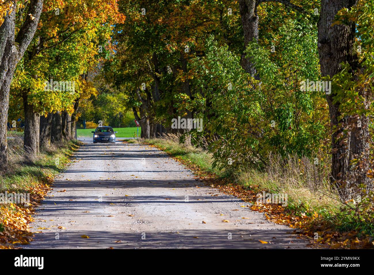 Driving on dirt road trees hi-res stock photography and images - Alamy