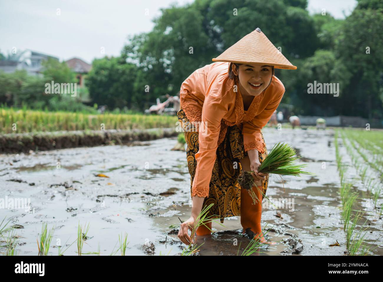 A Rice Farmer is actively cultivating the fields while wearing ...
