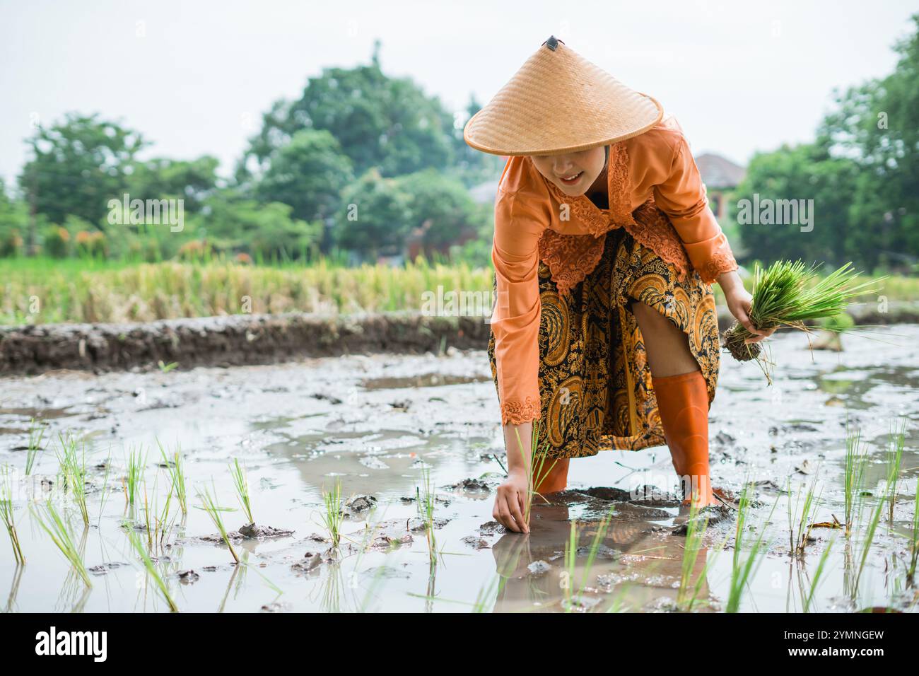 Exploring Traditional Rice Farming A Captivating Glimpse into ...