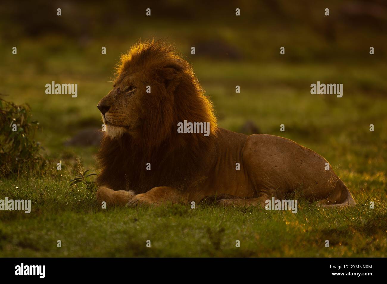 Male lion backlit in africa hi-res stock photography and images - Alamy