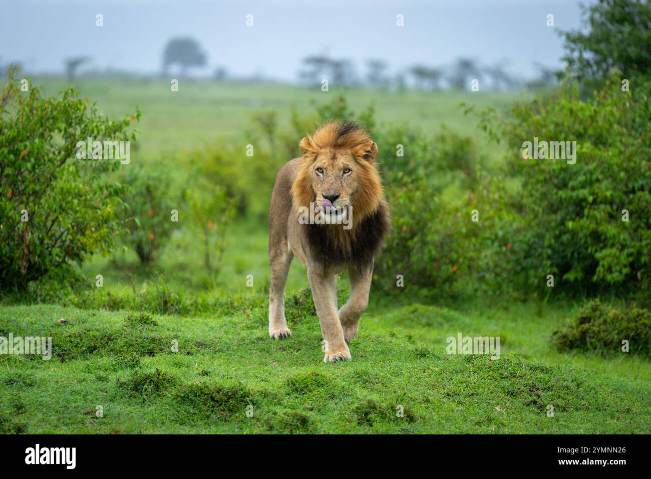 Male lion walking bushes hi-res stock photography and images - Alamy