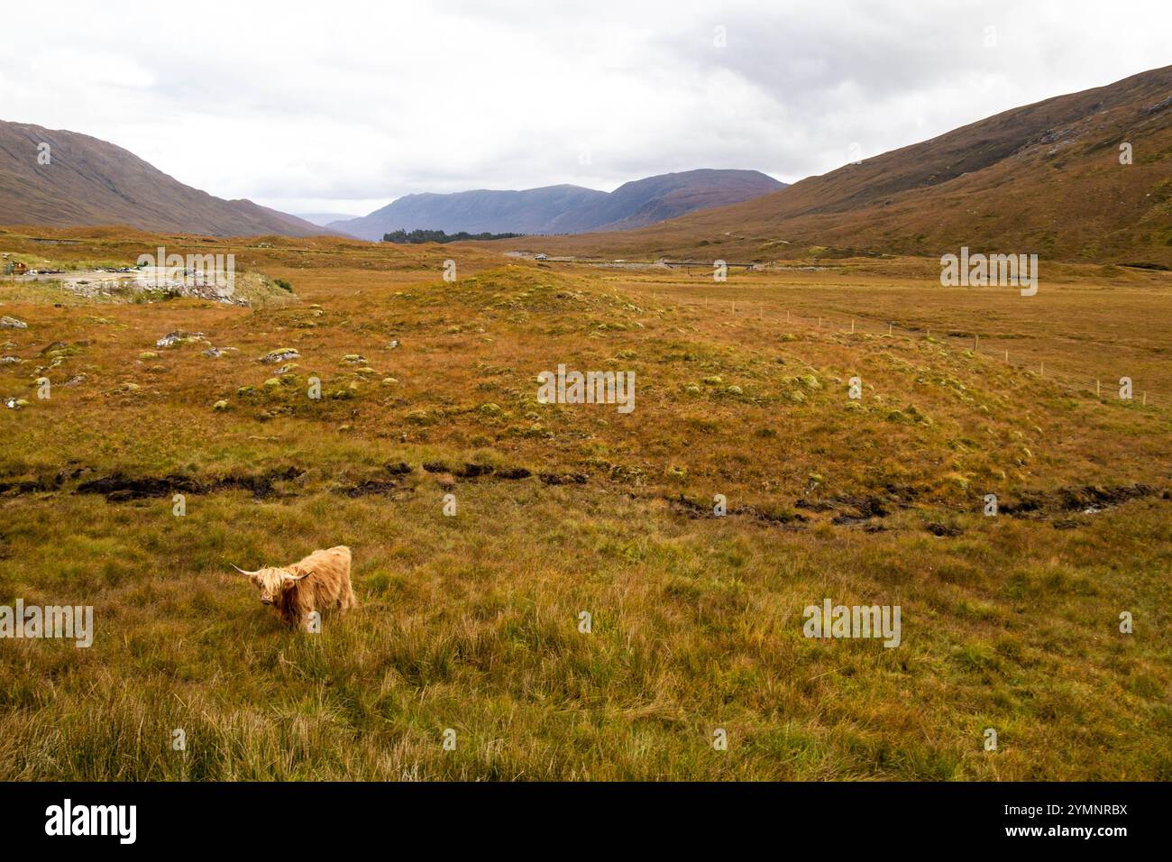 Highland cow in a field Stock Photo - Alamy