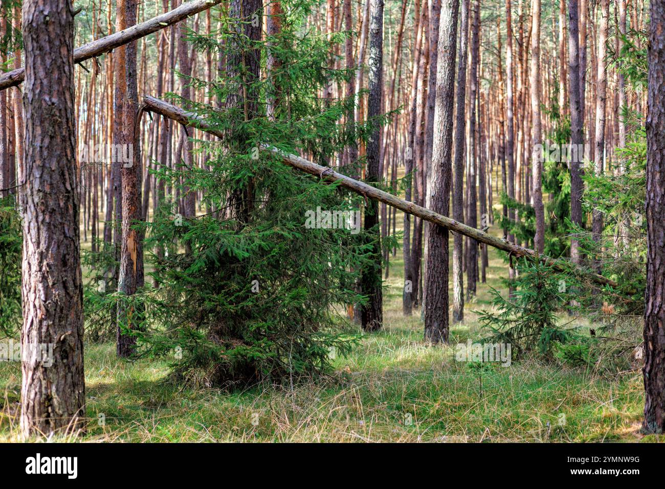 Pine forest with fallen tree trunks. High quality photo Stock Photo