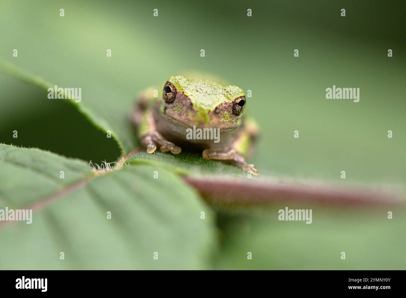 A grey tree frog rests on a leaf in a garden. Stock Photo