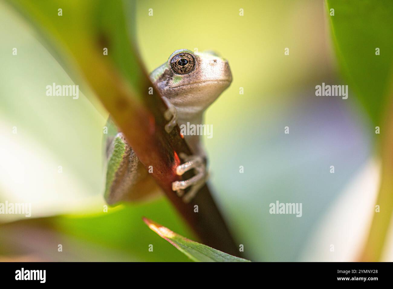 A Grey Tree Frog rests on a leaf. Stock Photo