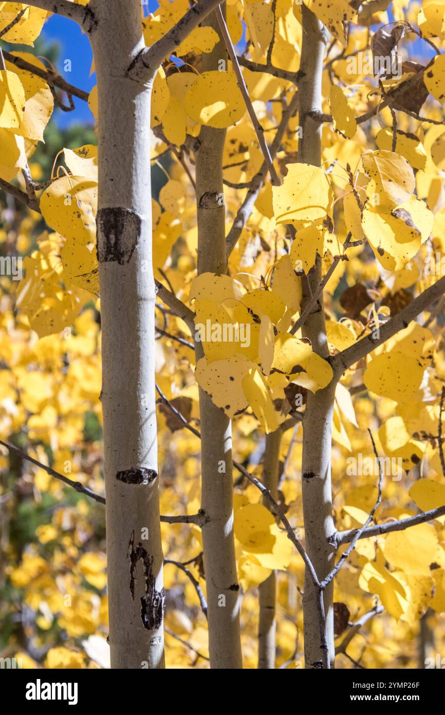 Aspen Tree closeup Stock Photo