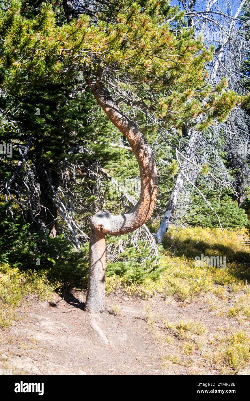 Curved tree hi-res stock photography and images - Alamy