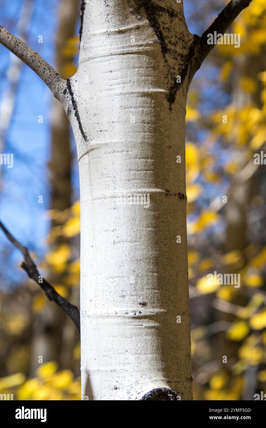 Aspen bark closeup Stock Photo