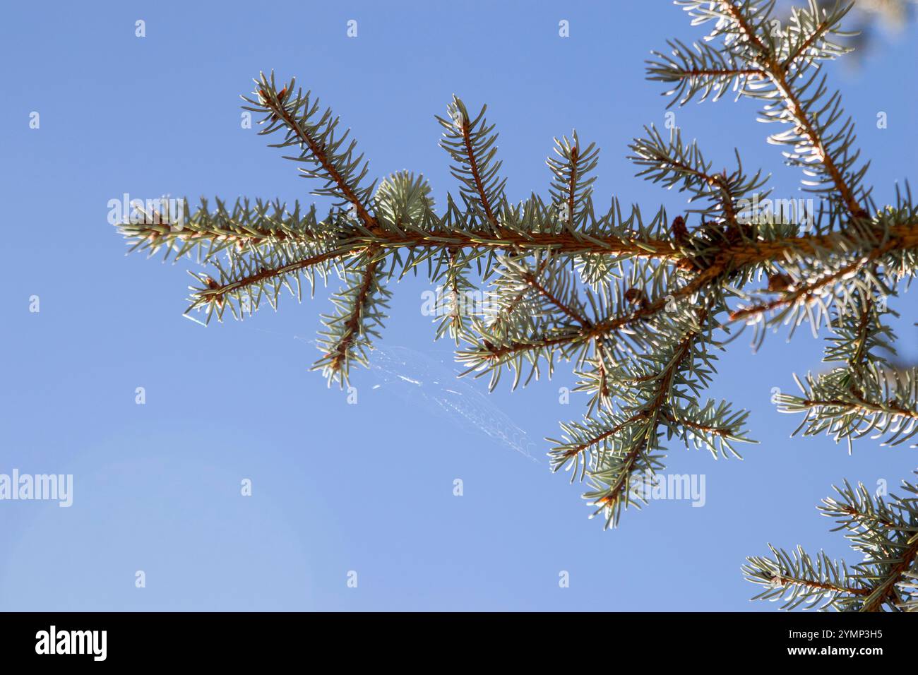 Spruce tree Stock Photo