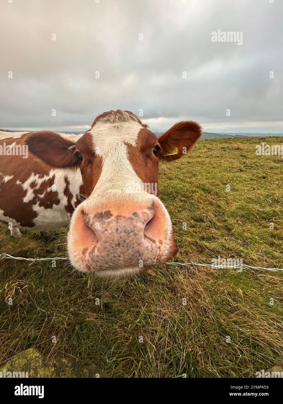 cow in peak district, Derbyshire, UK (0.5 zoom photo) - Smartphone Captured Stock Image