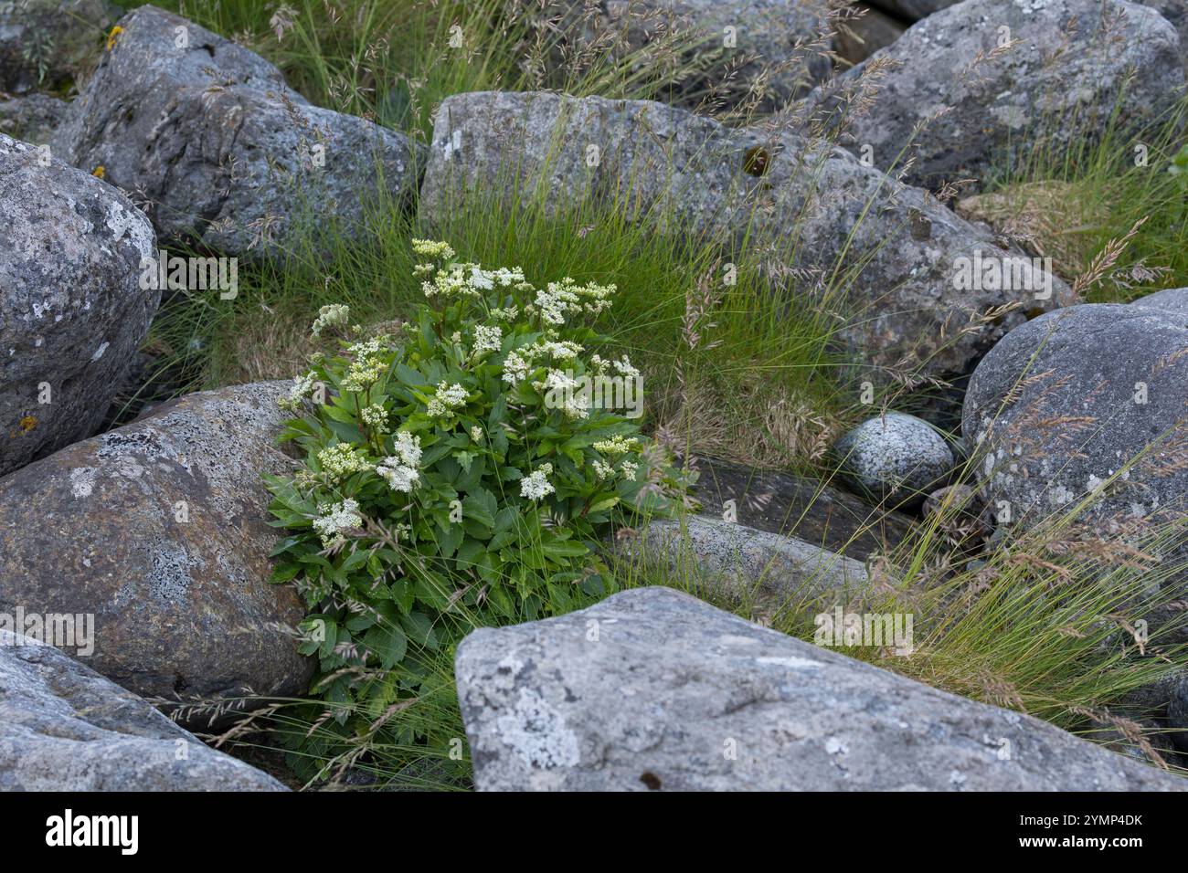 Schottische Mutterwurz, Schottischer Liebstöckel, Mutter-Wurz, Ligusticum scothicum, Ligusticum scoticum, Haloscias scoticum, Scots lovage, Scottish l Stock Photo