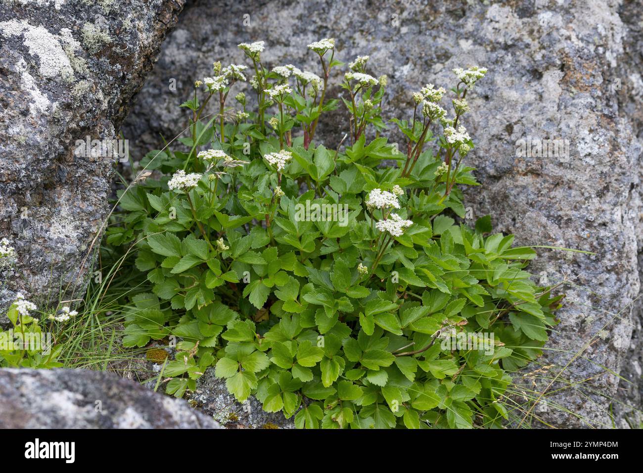 Schottische Mutterwurz, Schottischer Liebstöckel, Mutter-Wurz, Ligusticum scothicum, Ligusticum scoticum, Haloscias scoticum, Scots lovage, Scottish l Stock Photo