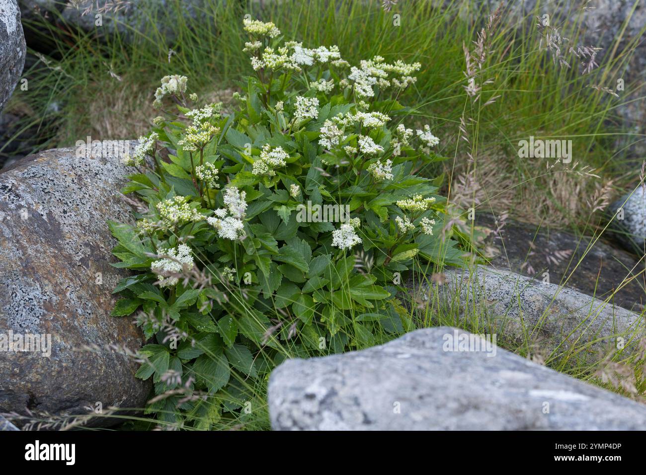 Schottische Mutterwurz, Schottischer Liebstöckel, Mutter-Wurz, Ligusticum scothicum, Ligusticum scoticum, Haloscias scoticum, Scots lovage, Scottish l Stock Photo
