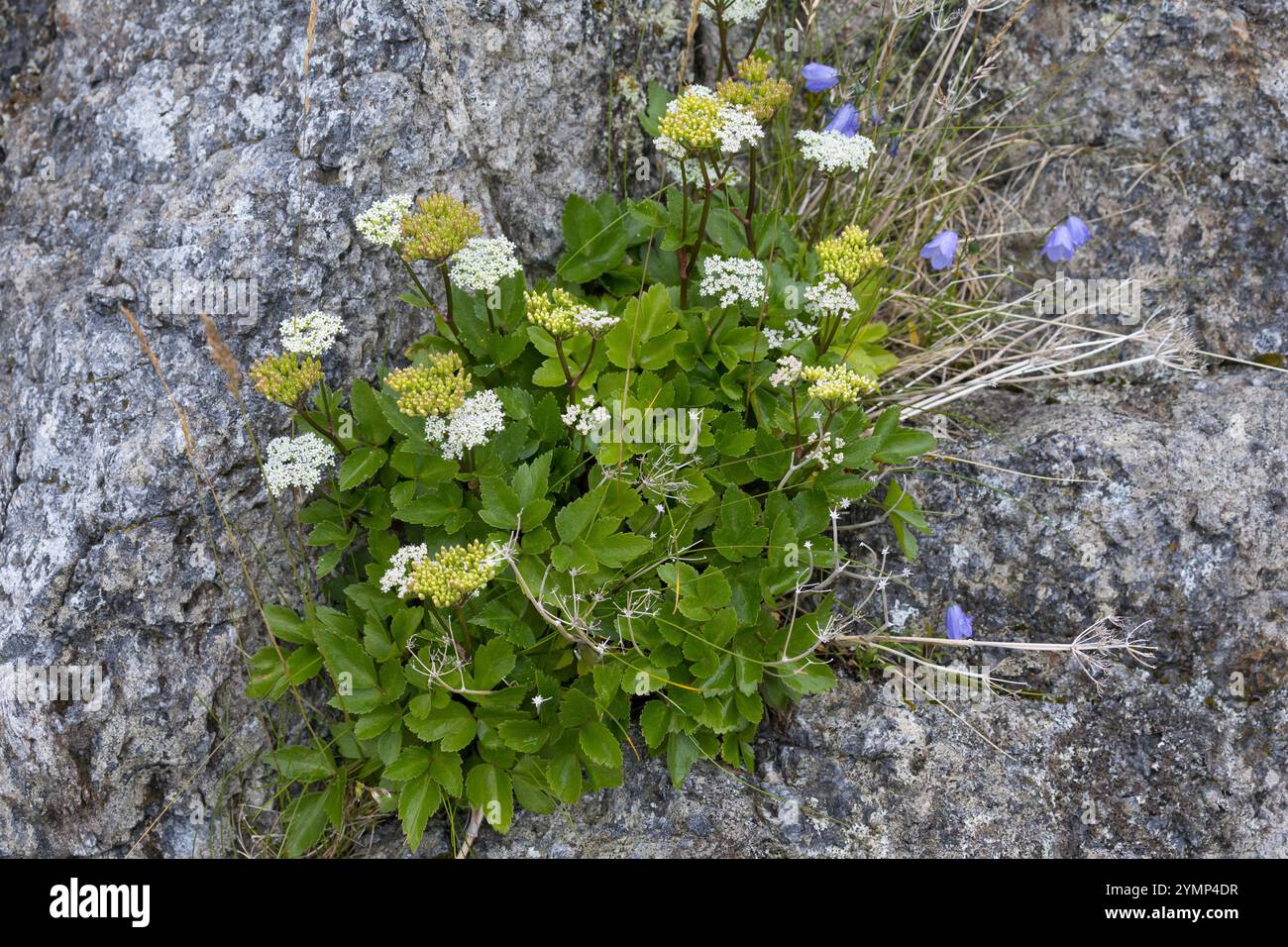 Schottische Mutterwurz, Schottischer Liebstöckel, Mutter-Wurz, Ligusticum scothicum, Ligusticum scoticum, Haloscias scoticum, Scots lovage, Scottish l Stock Photo