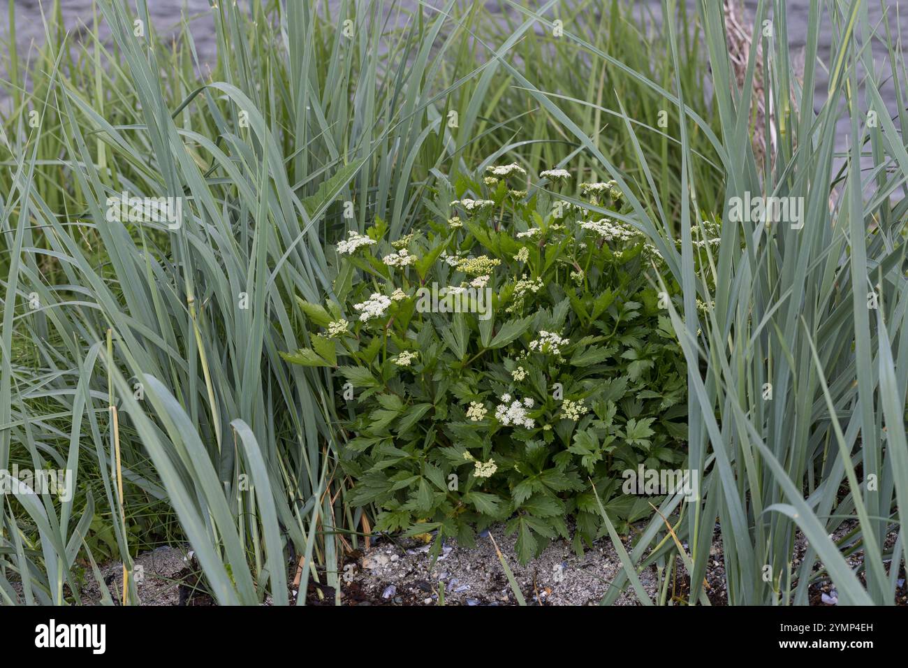 Schottische Mutterwurz, Schottischer Liebstöckel, Mutter-Wurz, Ligusticum scothicum, Ligusticum scoticum, Haloscias scoticum, Scots lovage, Scottish l Stock Photo