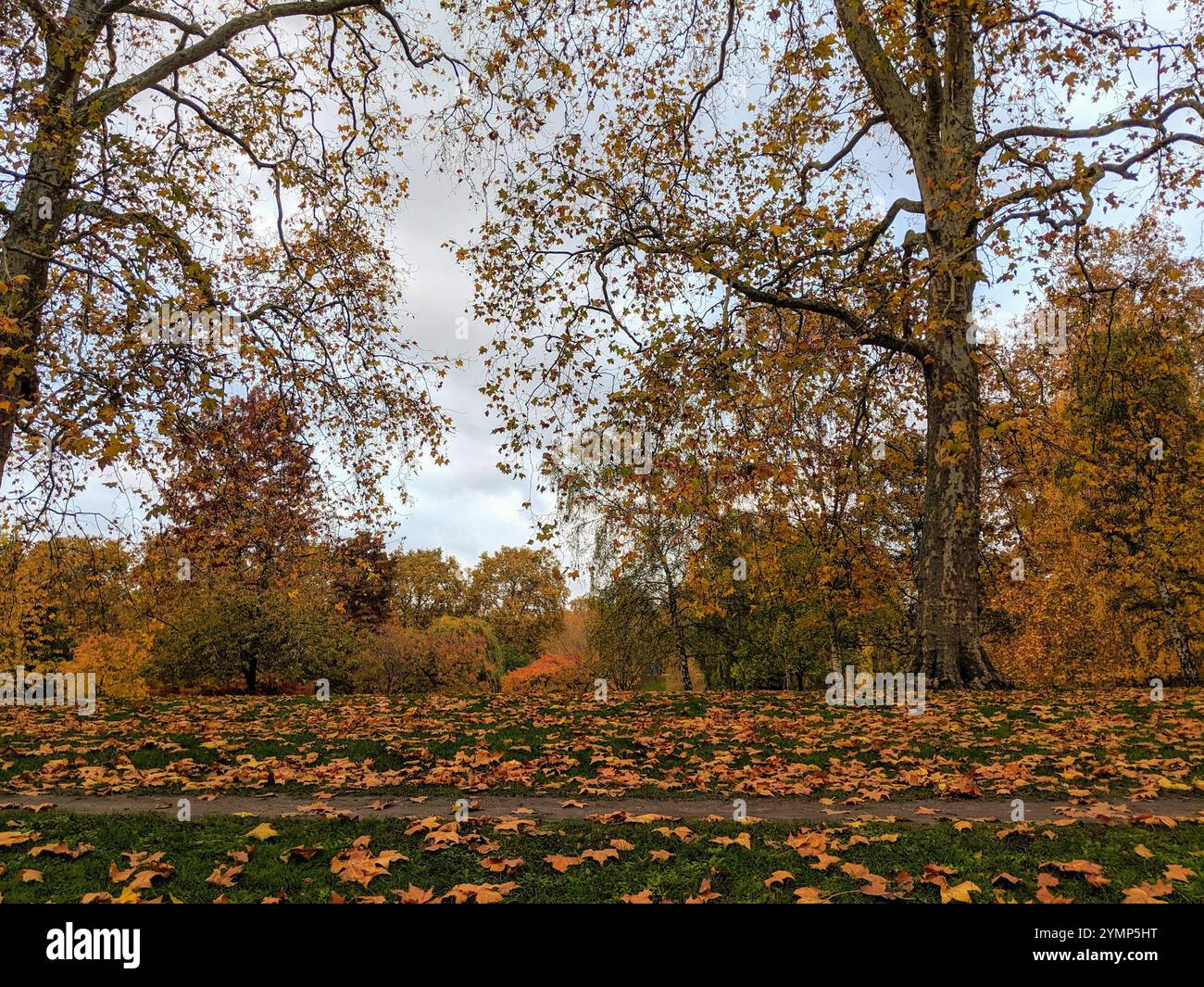 Fall in St. James Park Stock Photo - Alamy