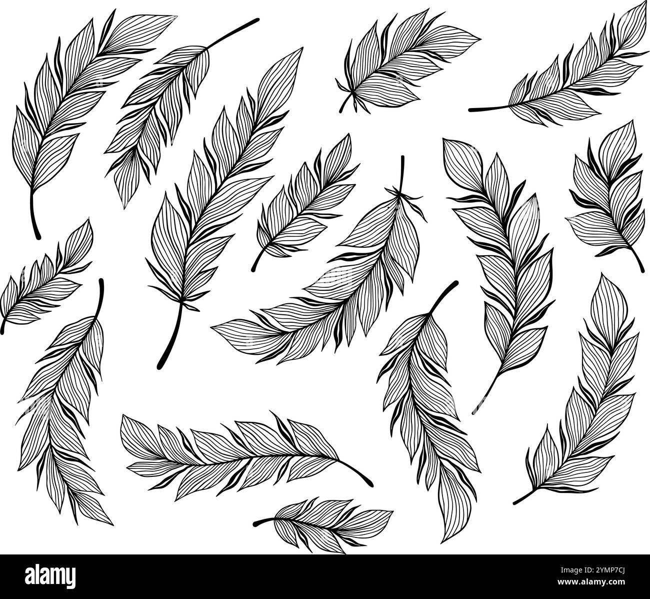 Plume feathers Black and White Stock Photos & Images - Alamy
