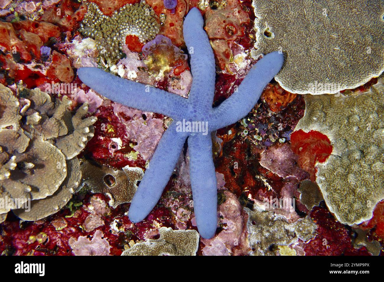 Bright blue starfish (blue Linckia laevigata) on a colourful coral reef ...