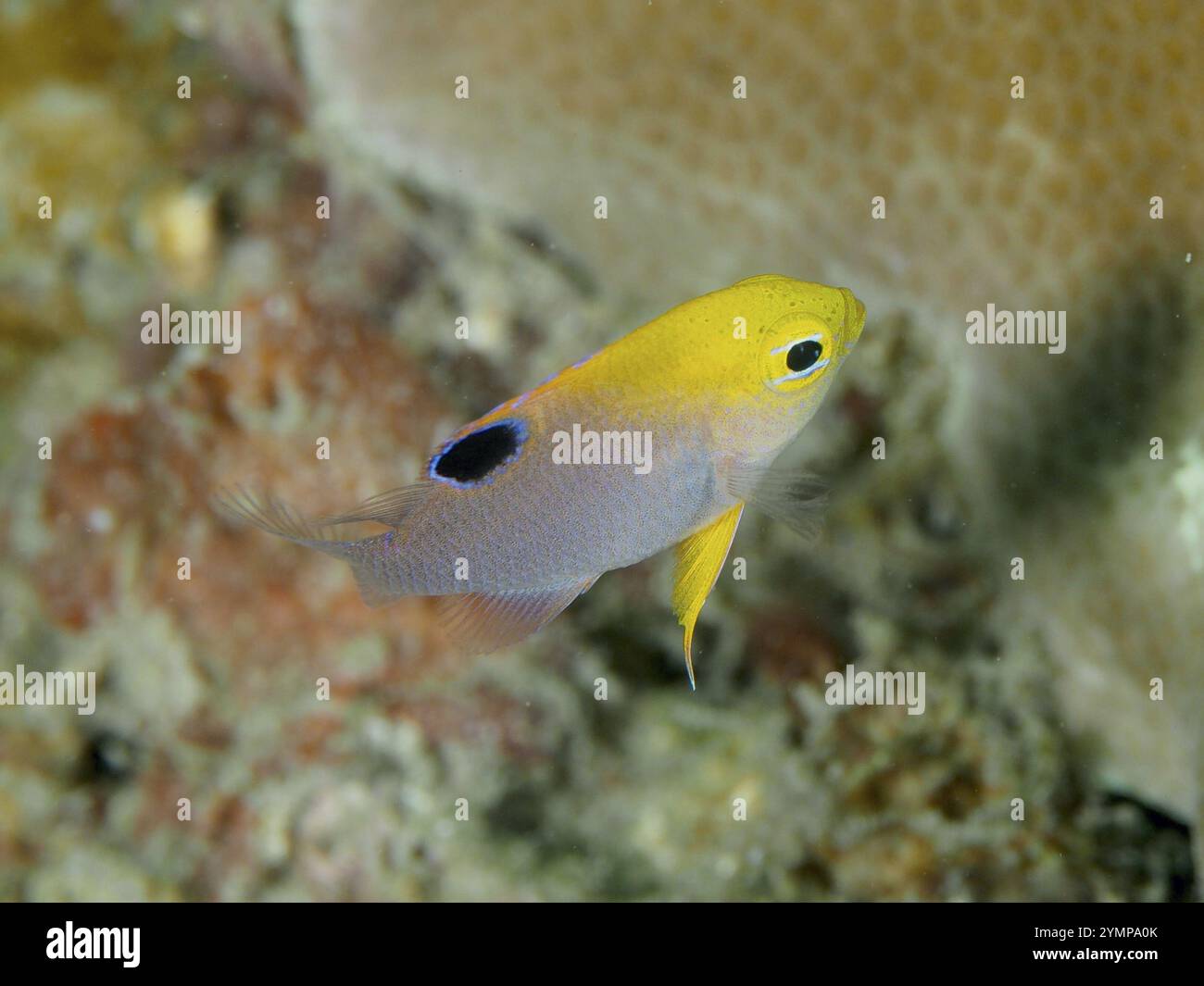 Talbot Fish Talbots demoiselle hi-res stock photography and images - Alamy