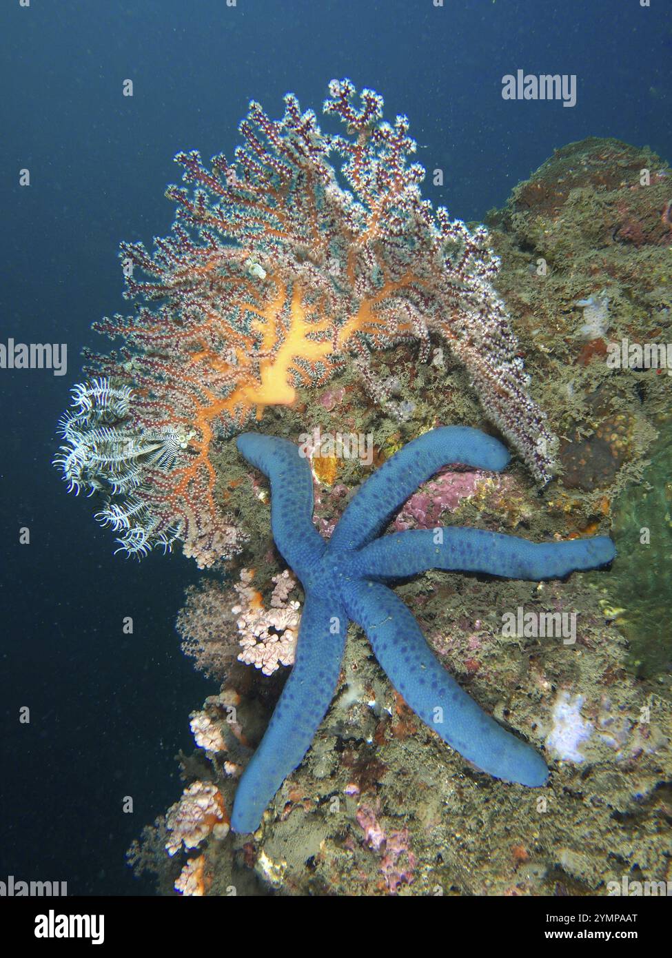 Blue starfish (blue Linckia laevigata) in a coral reef next to ...