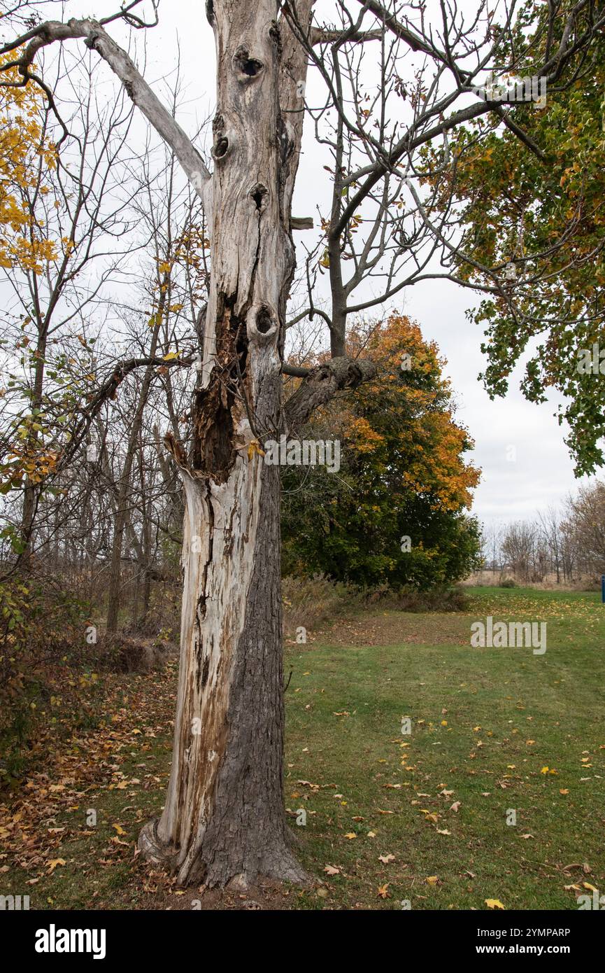Dead and rotten tree hi-res stock photography and images - Alamy