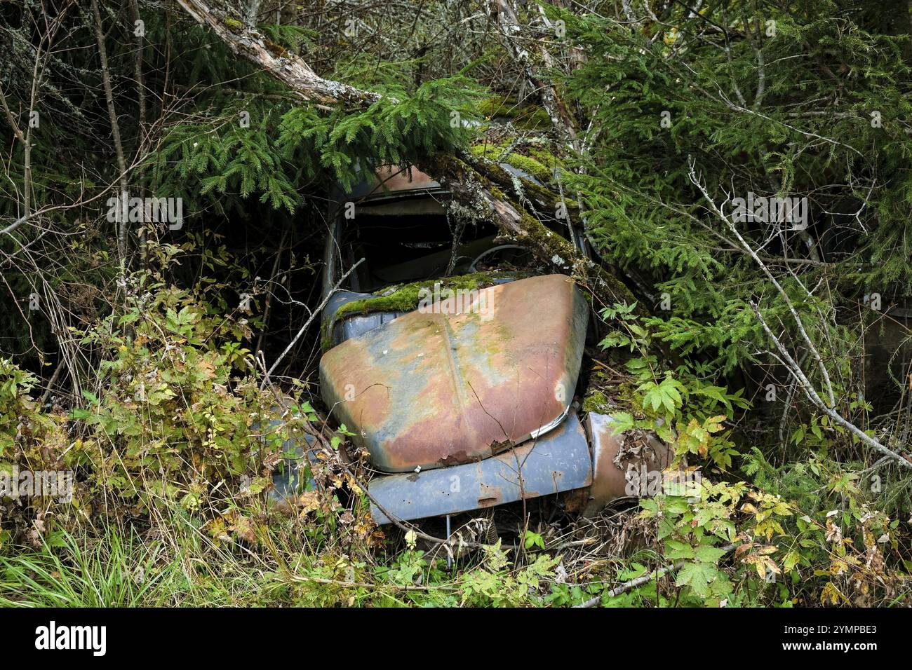 Scrap cars woods hi-res stock photography and images - Alamy