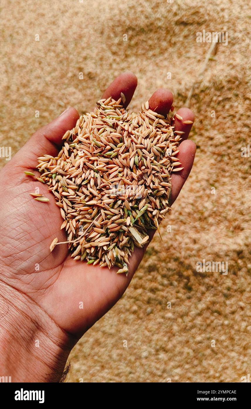 Time harvest wheat grown hi-res stock photography and images - Alamy