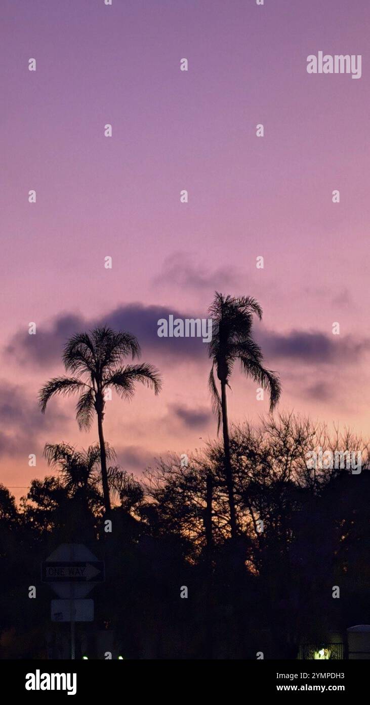 Palms in Lavender Storm - Smartphone Captured Stock Image