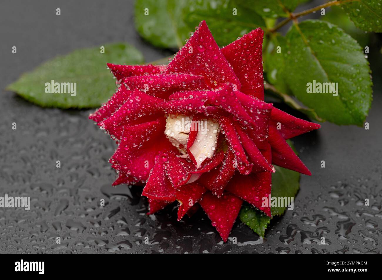 red rose with water droplets on black background Stock Photo