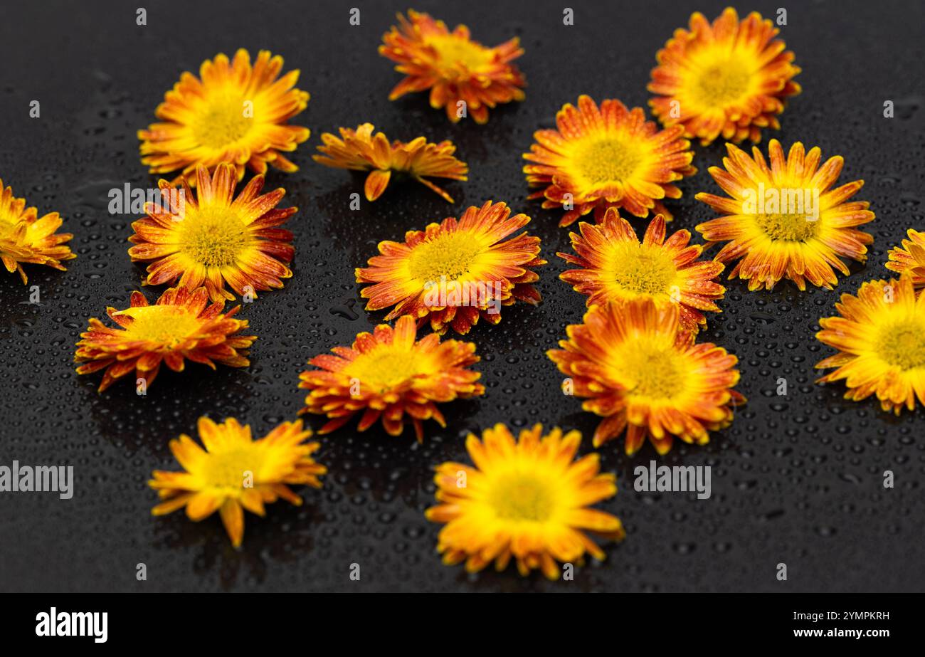 yellow chrysanthemum on black background Stock Photo