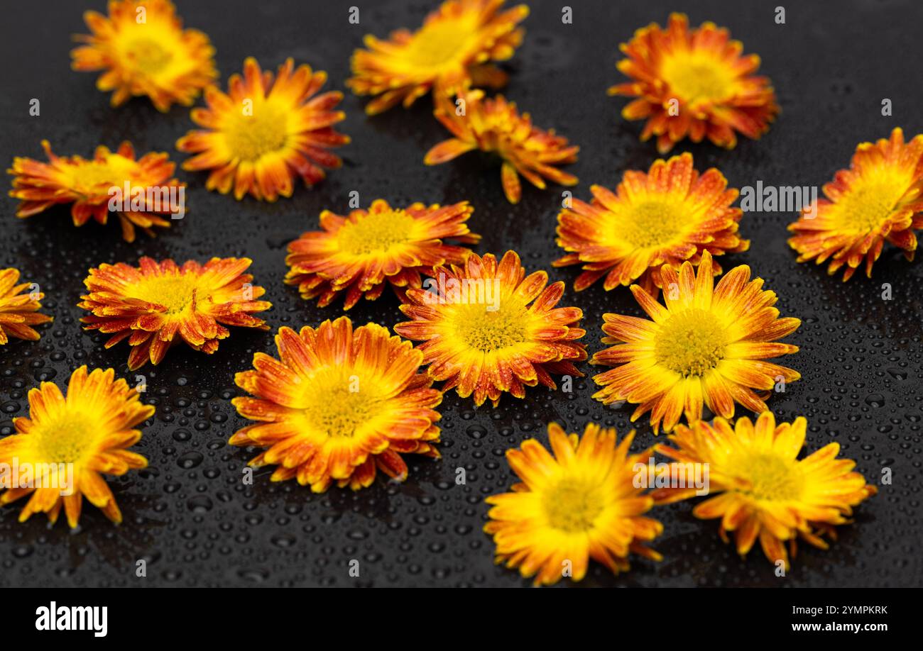 yellow chrysanthemum on black background Stock Photo