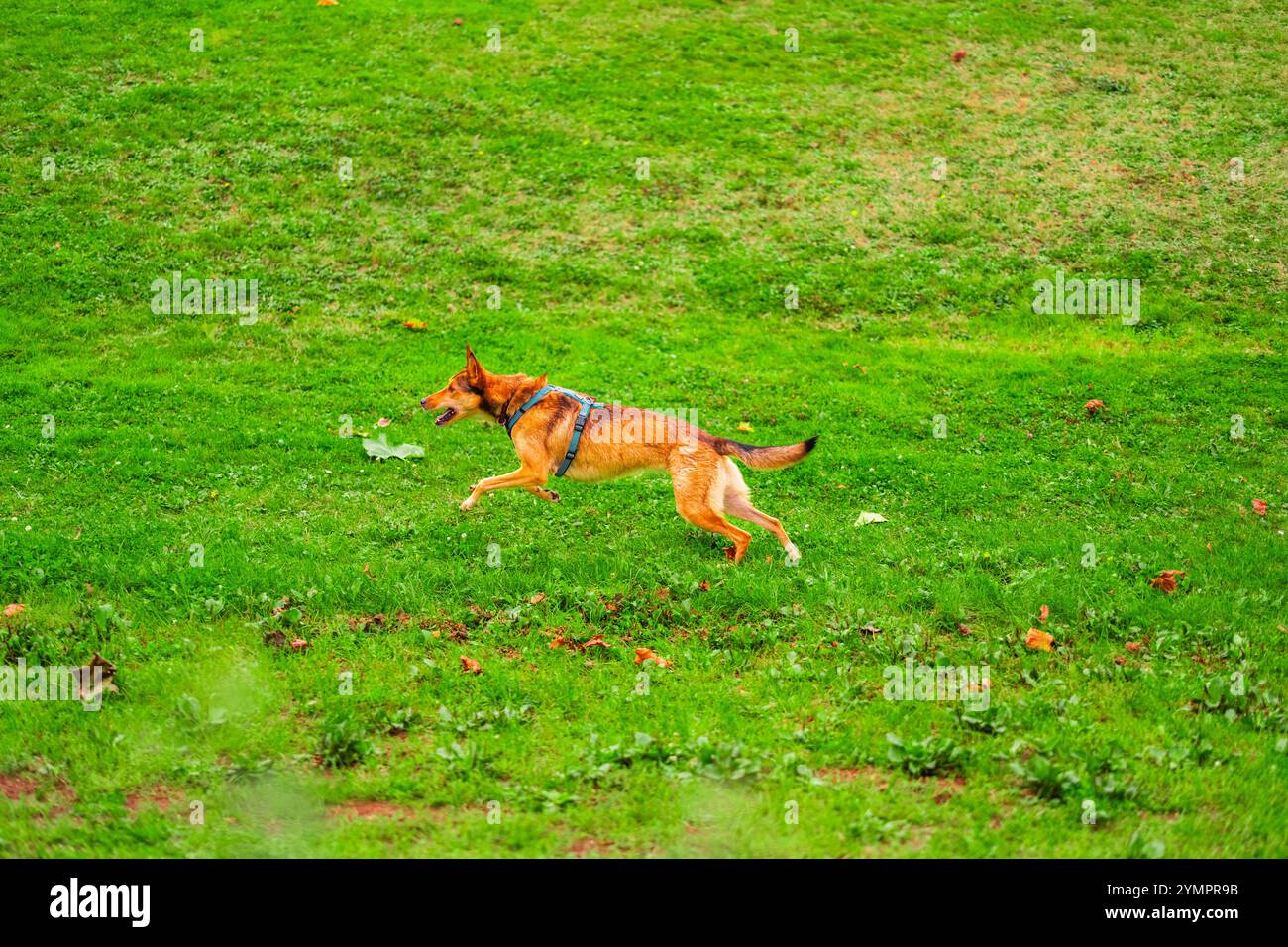 Lively harness hi-res stock photography and images - Alamy