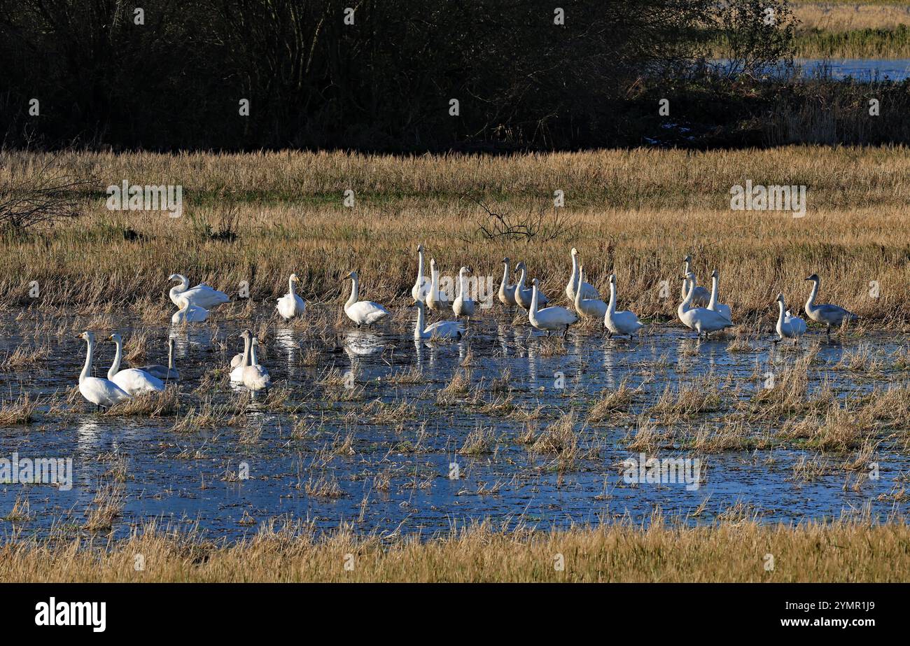 Whooper swans gathered on a bright autumn day in a flooded field in the low meadows on the West Lancashire plain near Rufford. Stock Photo