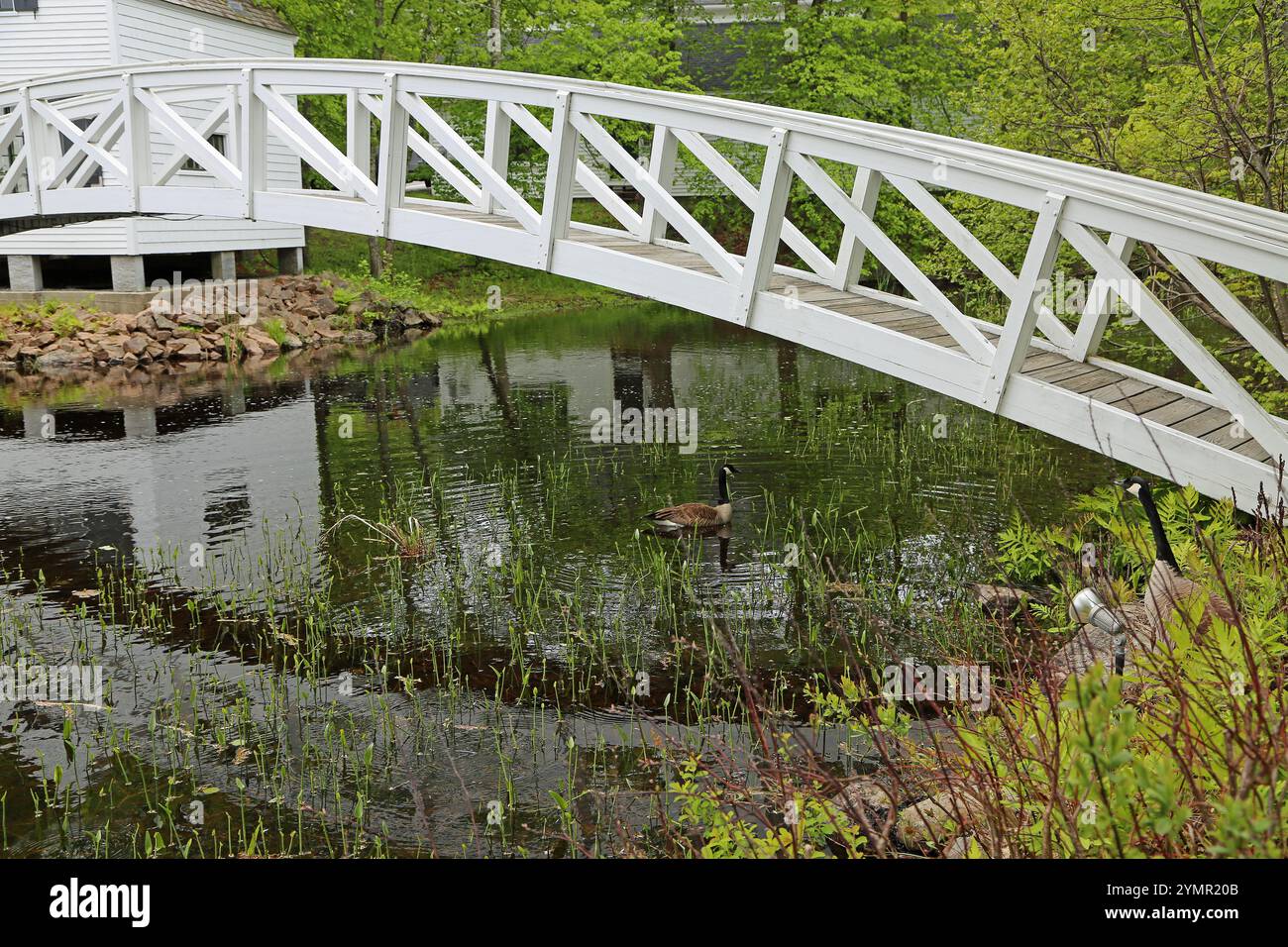 Mt white bridge hi-res stock photography and images - Alamy