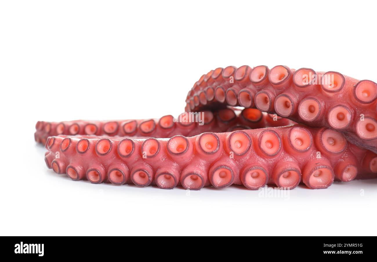 Two raw octopus tentacles isolated on white Stock Photo - Alamy