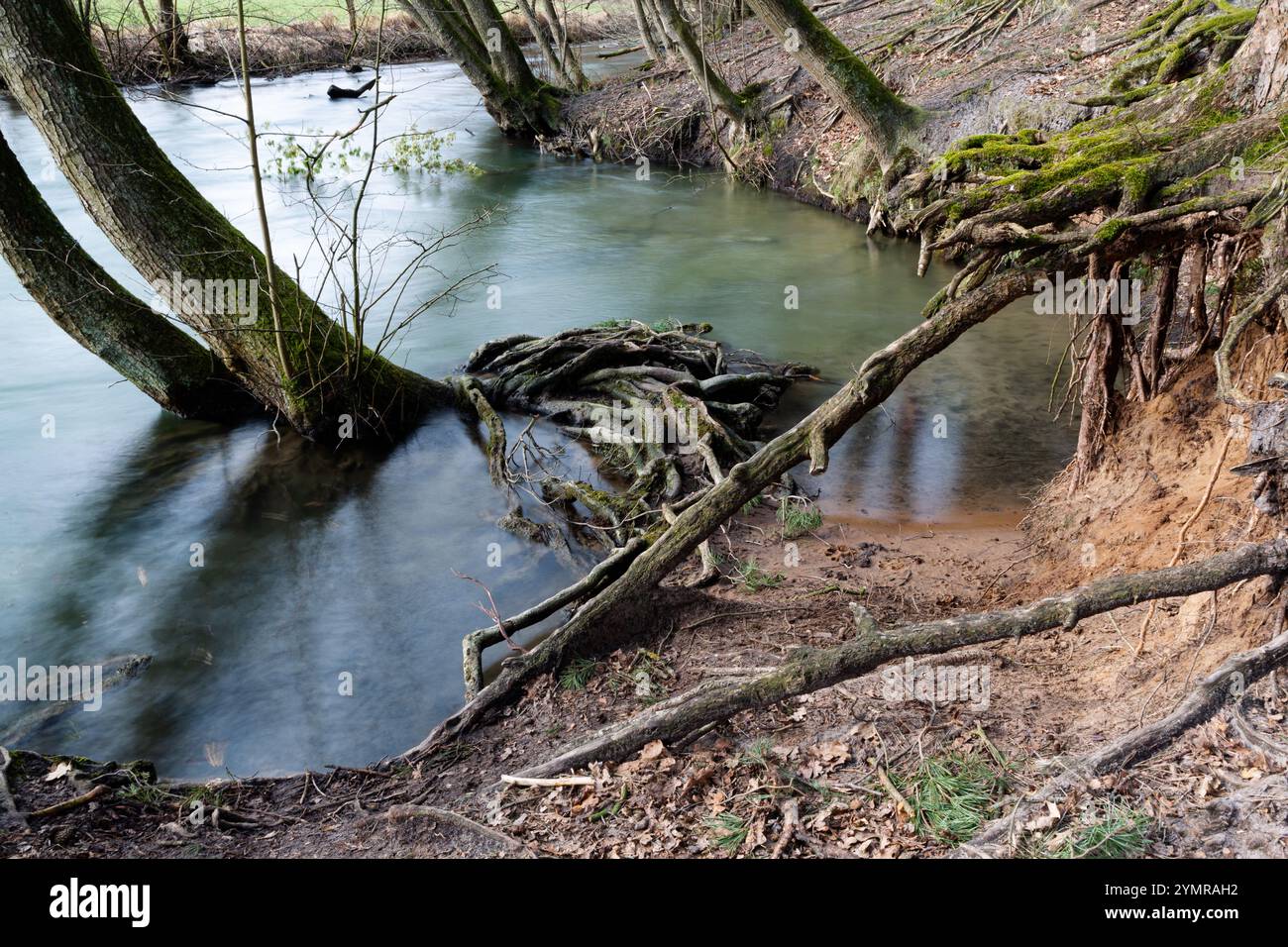 Tree branch protruding protrude hi-res stock photography and images - Alamy