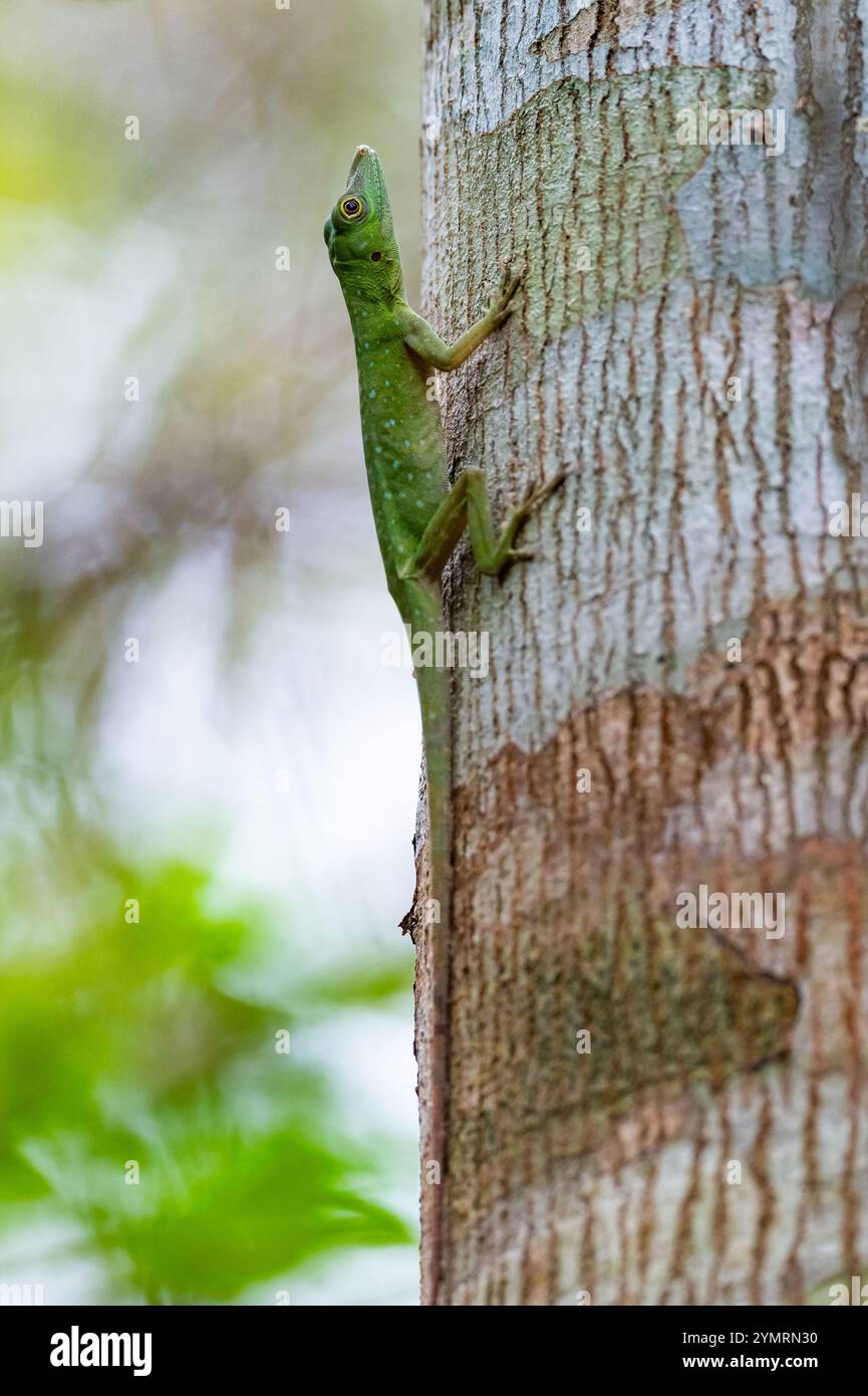 A Green Anole (?) on a tree trunk. Espírito Santo, Brazil. Stock Photo